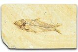 Detailed Fossil Fish (Knightia) - Wyoming #367485-1